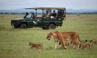 Safari leeuwen jeep